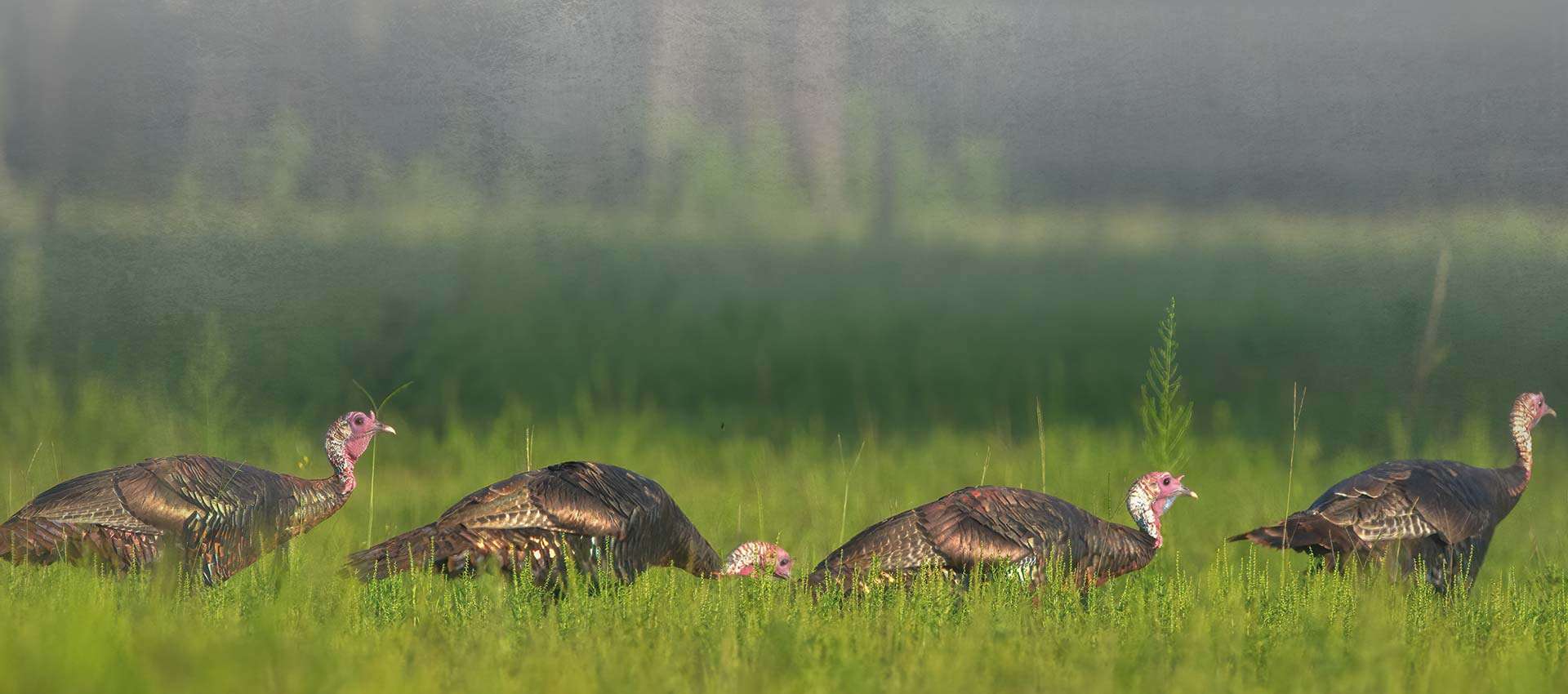 Florida Osceola Turkey Hunts Black Tine Outfitters LLC Florida Osceola Turkey Hunts Black Tine Outfitters LLC