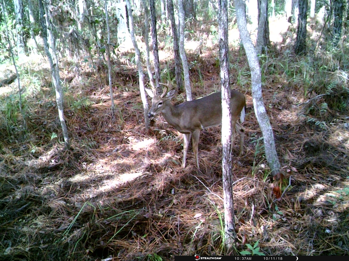 Black Tine Outfitters Florida Trail Cam Photo Gallery