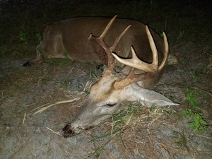 Black Tine Outfitters Seminole Whitetail Deer Hunting Photo Gallery