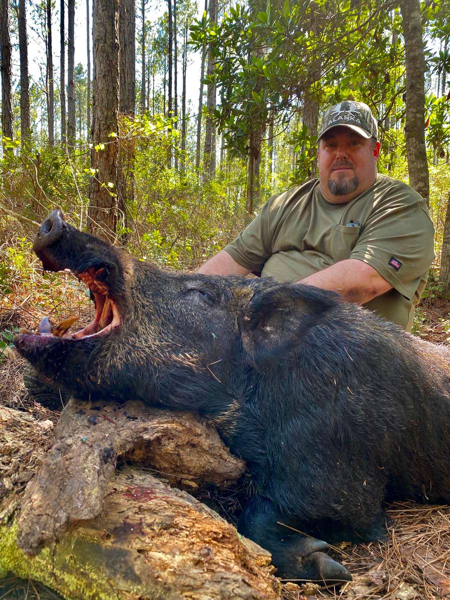 is hog hunting with dogs legal